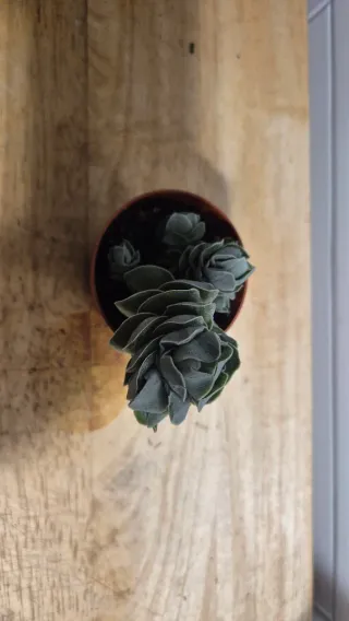 Suculenta Crassula Ivory Pagoda