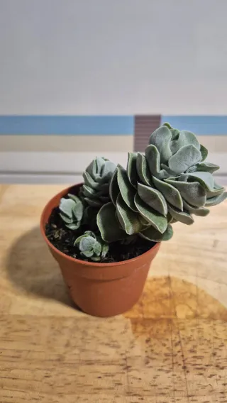 Suculenta Crassula Ivory Pagoda