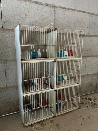 Jaulas para pájaros 6 departamentos