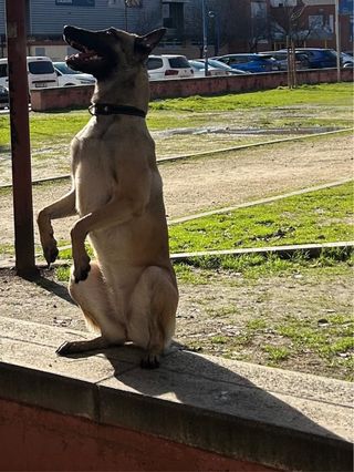 ADIESTRADOR CANINO
