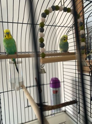 Jaula para Agapornis Negra y Blanca