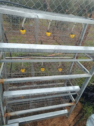 Jaulas para codornices