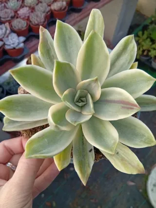 Graptoveria Fred Ives Variegata