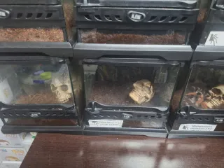 Terrario exoterra 22×22×22