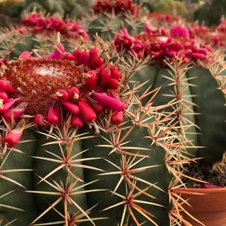 Melocactus matanzanus o MELÓN DE MATANZAS
