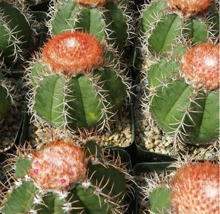 Melocactus matanzanus o MELÓN DE MATANZAS