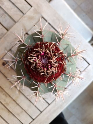 Melocactus matanzanus o MELÓN DE MATANZAS