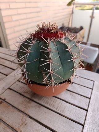 Melocactus matanzanus o MELÓN DE MATANZAS