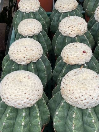 Melocactus maxonii inermis o CACTUS MELÓN