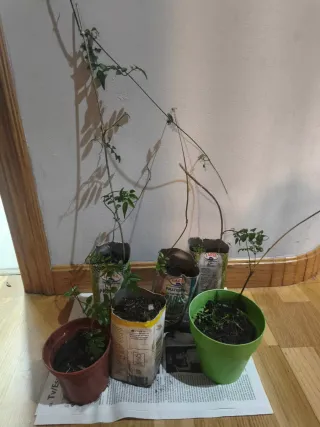 Lote de plantas Freddy