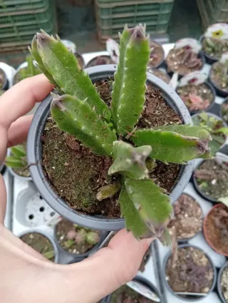 Planta Stapelia Hirsuta