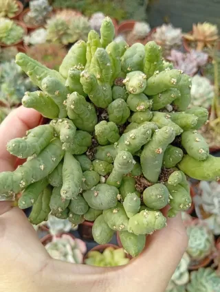 Planta suculenta Lithops