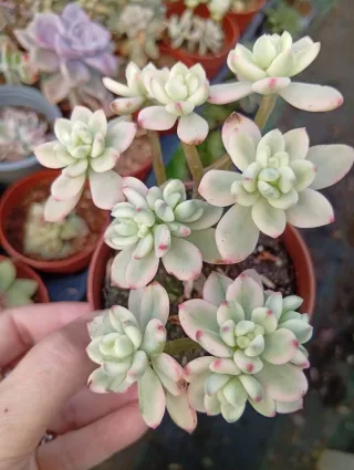 Sedum Jelly Beans Mickey