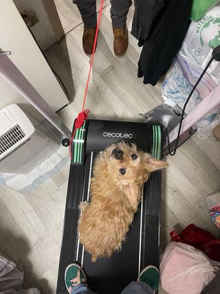 Cinta Correr Cecotec RunFit Sprint 1000W