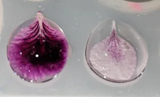 Pendientes pétalo geranio oro y morado