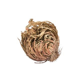 Rosa de Jerico, planta sagrada del desierto