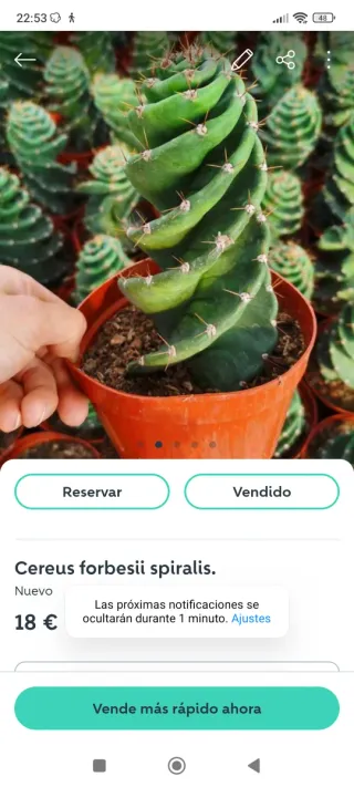 Cactus Cereus forbesii spiralis