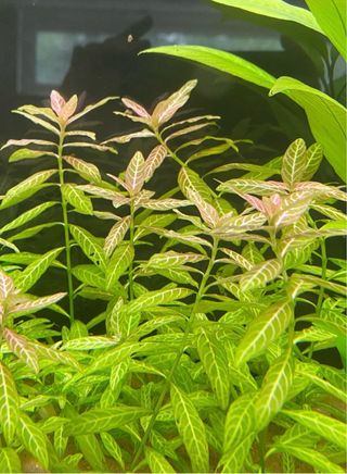 Hygrophila Polysperma Rosanervig Planta Acuario