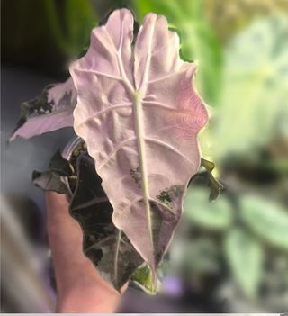 Alocasia Polly Pink albo