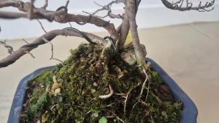 Bonsái Olmo Fusionado