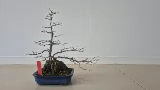 Bonsái Olmo Fusionado