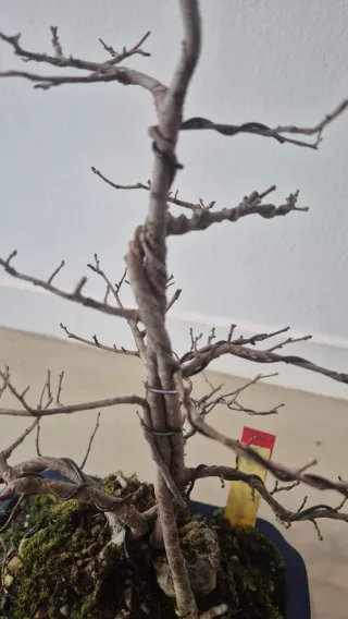 Bonsái Olmo Fusionado