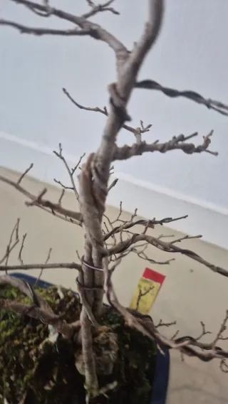 Bonsái Olmo Fusionado