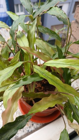 Planta Calathea Elgergrass