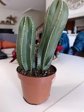 Pedido cactus Fernando