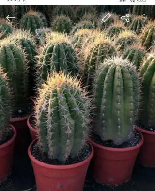 Pedido cactus Fernando