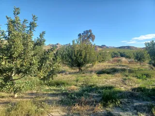 Terreno con olivos y almendros