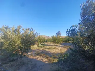 Terreno con olivos y almendros