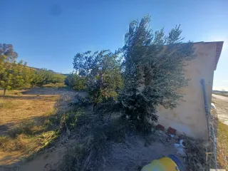 Terreno con olivos y almendros