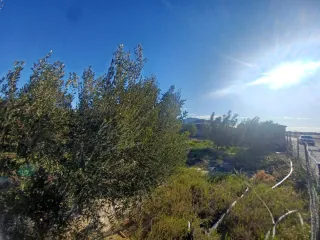 Terreno con olivos y almendros