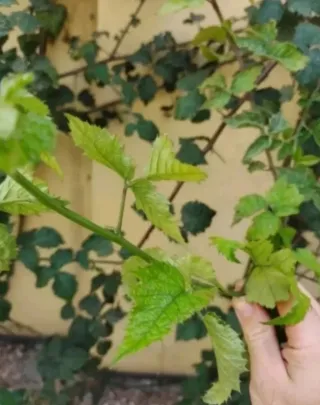 15 ramas de zarzamora