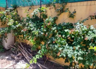 15 ramas de zarzamora