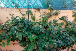 15 ramas de zarzamora