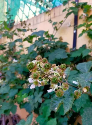 15 ramas de zarzamora