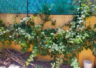 15 ramas de zarzamora