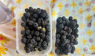 15 ramas de zarzamora