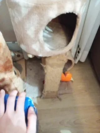 Casa gato  beige, el interior bien el rascador uso