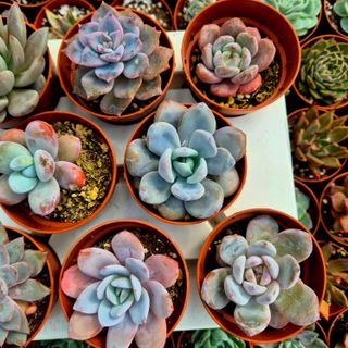 Pack 8 Suculentas Echeveria/Graptoveria pruinosas