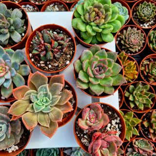 Pack 8 Suculentas Echeverias coloridas