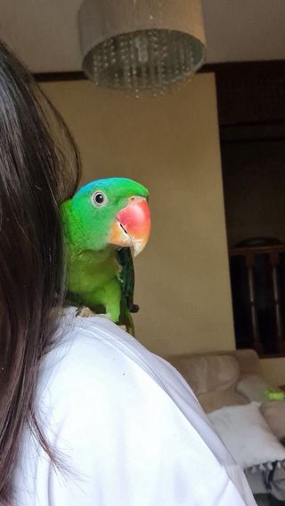 Niñera de mascotas C: