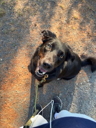 Niñera de mascotas C: