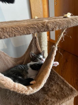 Niñera de mascotas C: