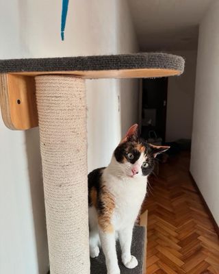 Niñera de mascotas C: