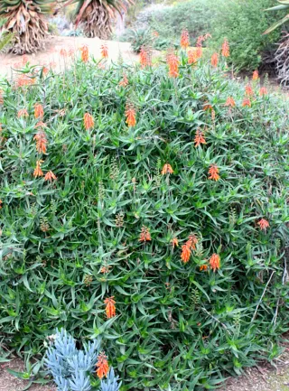 Planta Aloe TREPADOR