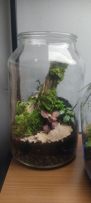 Terrario eterno de cristal