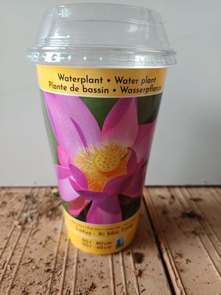 Planta de Loto XI MIN TJING SEMILLA PARA PLANTAR